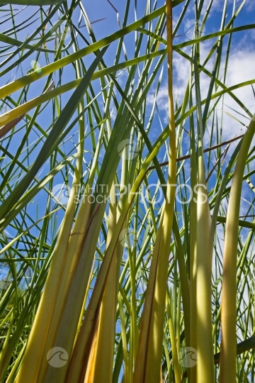 Polynésie, jonc entremêlés