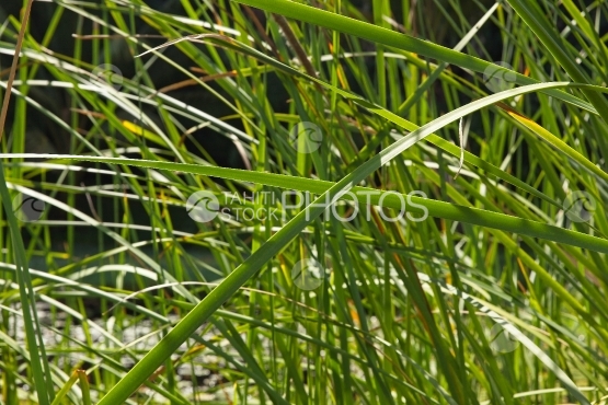 Polynésie, jonc entremêlés