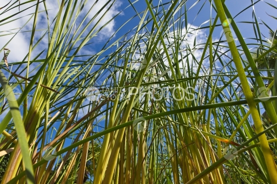 Polynésie, jonc entremêlés