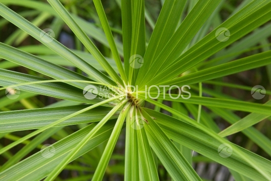 Tahiti, papyrus leaves