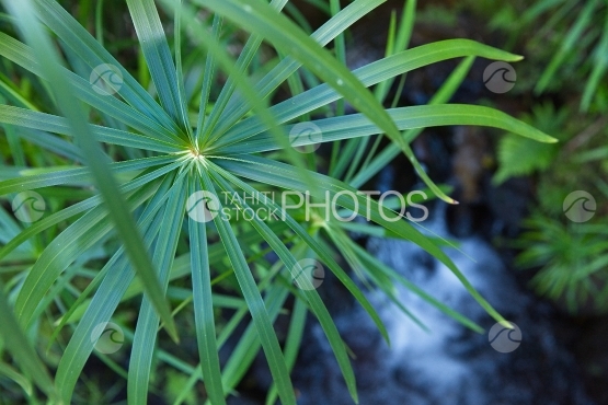 Tahiti, papyrus près d une rivière
