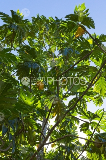 Polynesia, arbre à pain