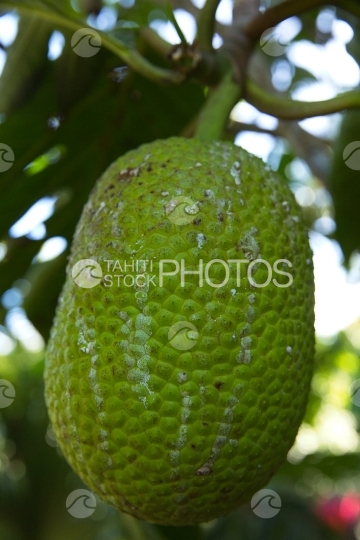 Polynesia, fruit de l arbre à pain uru