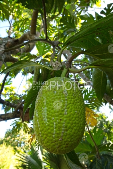Polynesia, fruit de l arbre à pain uru