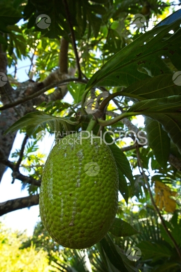 Polynesia, fruit de l arbre à pain uru