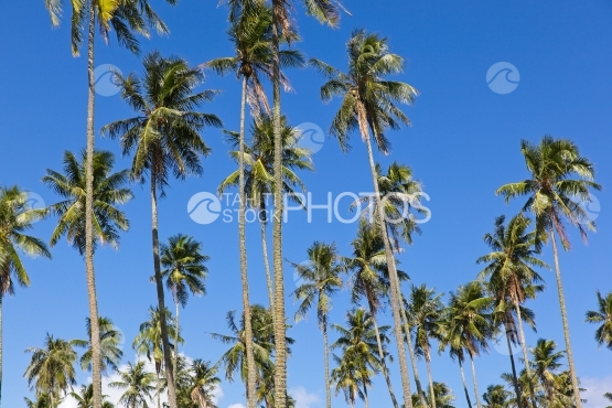 Tahiti, cocoteraie sous le ciel bleu