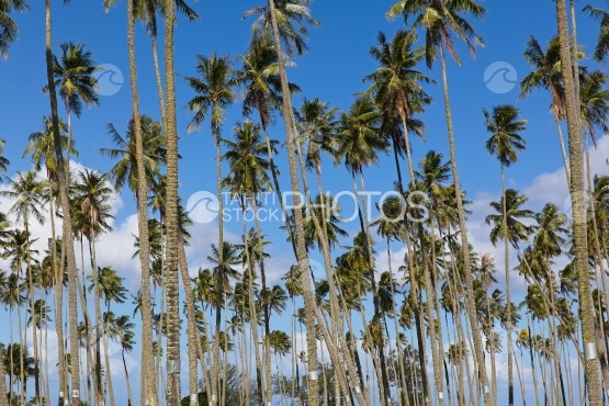 Tahiti, cocoteraie sous le ciel bleu