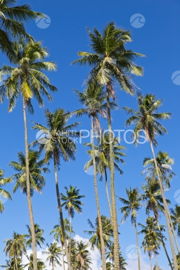 Tahiti, coconut trees grove