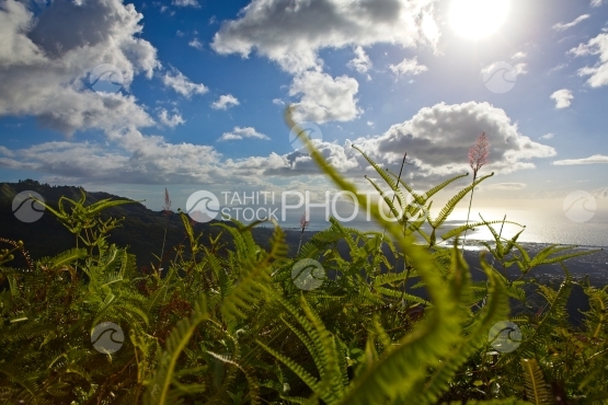 Moorea au travers des herbes folles