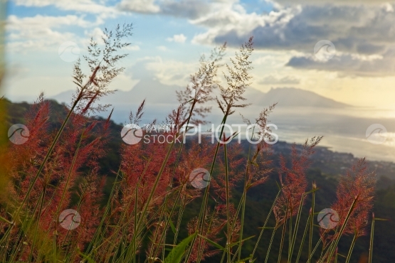 Moorea au travers des herbes sauvages, avant le coucher de soleil