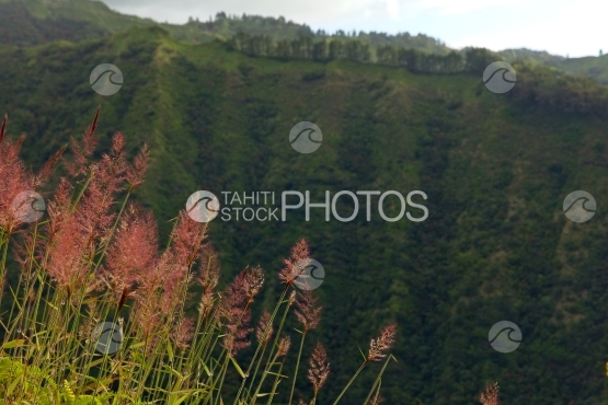 Tahiti, herbes sauvages et montagne de la vallée de Titioro, Pirae