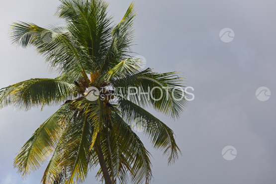 Cocotier sous le ciel gris nuageux