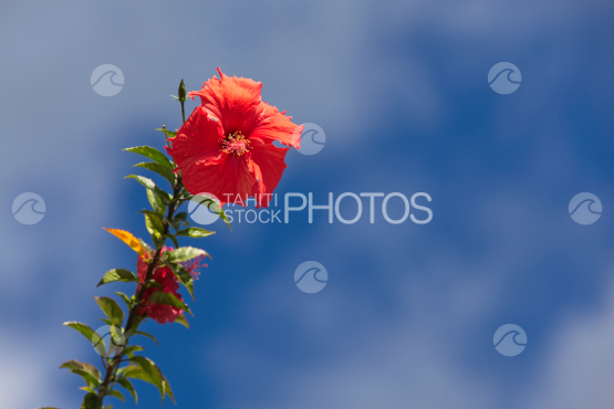 Hibiscus rosa sinensis, jolie fleur rouge tropicale sous le ciel bleu