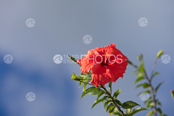 Hibiscus rosa sinensis, jolie fleur rouge tropicale sous le ciel bleu