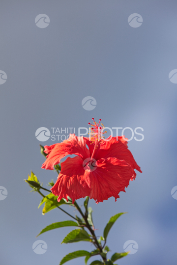 Hibiscus rosa sinensis, jolie fleur rouge tropicale sous le ciel gris