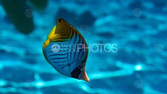 butterfly fish in the lagoon