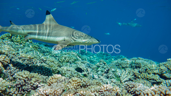 Corail et requin pointe noire a Fakarava