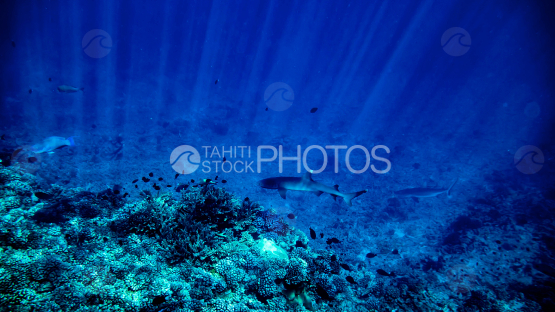 Requin point blanche