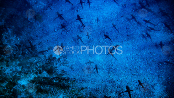 mur de requins de la passe sud de Fakarava