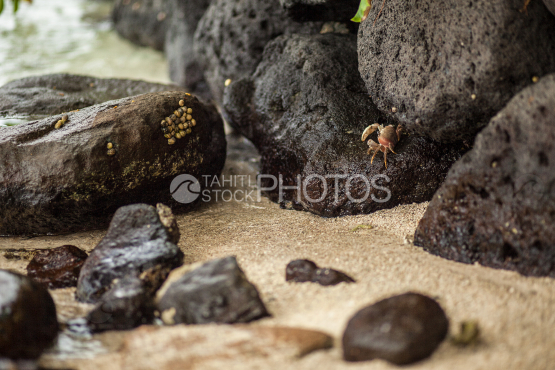 Crabe sur les rochers de la plage, Bora Bora