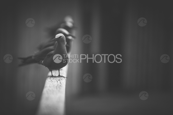 Goupe d oiseaux noddi brun sur la rambarde du ponton