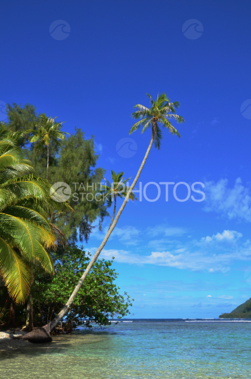 Cocotier dans le lagon de Tahiti