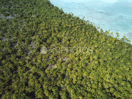 Tetiaroa, vue aérienne d une cocoteraie au bord du lagon