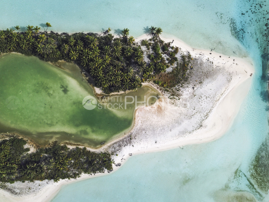 Tetiaroa, vue aérienne d une cocoteraie au bord du lagon