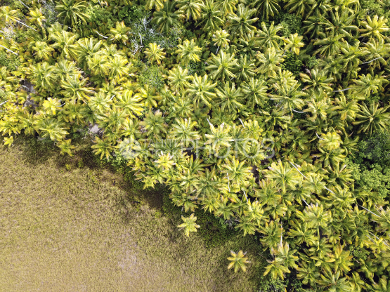 Tetiaroa, vue aérienne d une cocoteraie