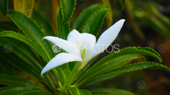 Tiare Apetahi, Fleur endémique de Raiatea