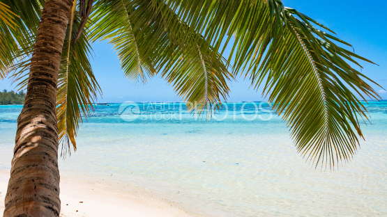 Lagon de Moorea, plage des Tipaniers sous le cocotier