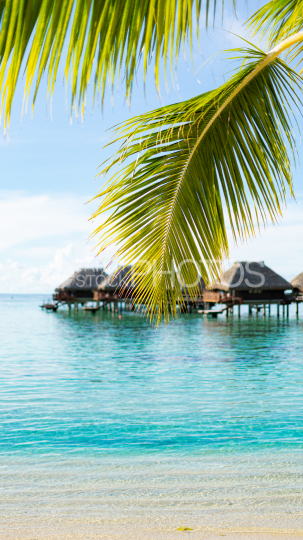Plage du Hilton et bungalows sur pilotis, Moorea, sous les cocotiers