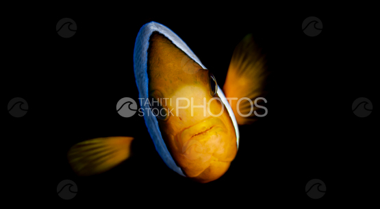 Poisson clown dans le noir, Moorea, plongée de nuit