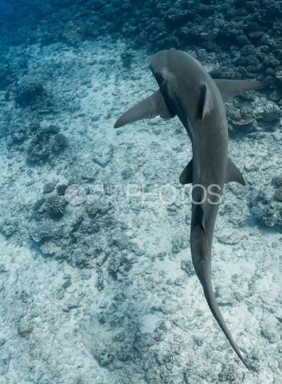 Requin citron du dessus, récif de Moorea