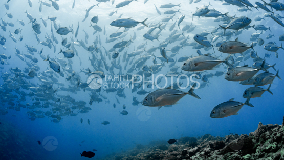Groupe de carangues nageant côté océan, Moorea