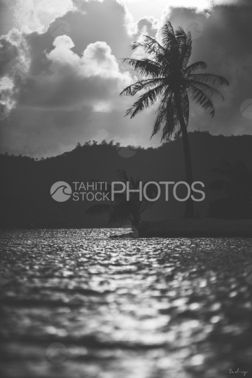 Coucher de soleil et plage de Bora Bora avec cocotier, noir et blanc