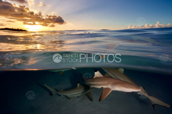 Requin dans le coucher de soleil, mi-eau mi-air
