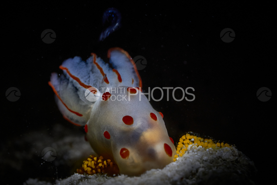 Photo macro d une limace  Gymnodoris ceylonica pondant ses oeufs