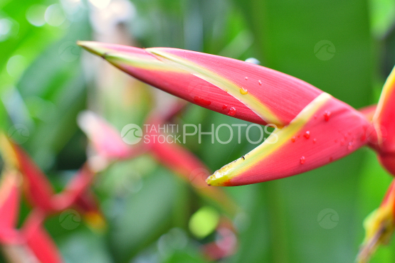 Heliconia chartacea, balisier rose, fleur tropicale de tahiti