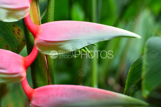 Heliconia chartacea, fleur tropicale de Tahiti