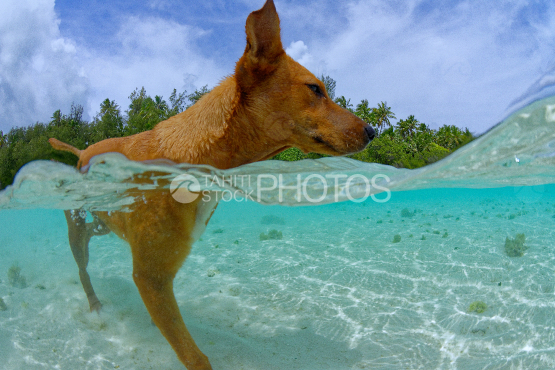 chien des motu dans le lagon de Moorea