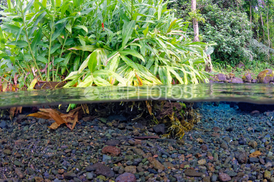 Végétation tropicale de la source Vaïma