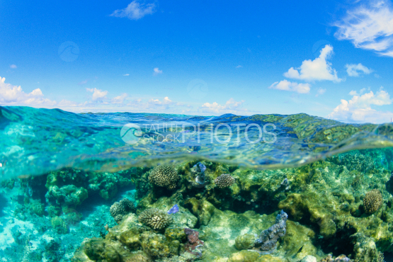corail dans le lagon de bora bora
