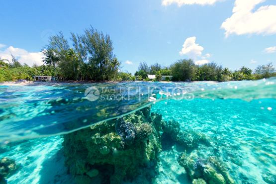 coraux dans le lagon de bora bora 