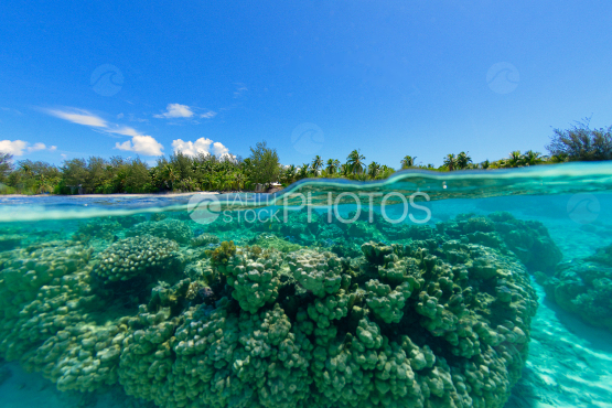 coraux dans le lagon de bora bora