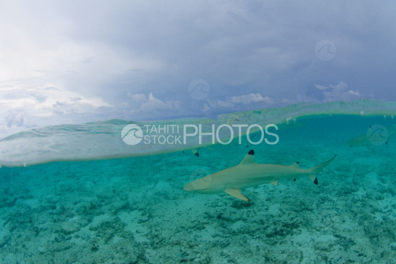 requin pointe noire dans le lagon de bora bora sous le ciel orageux