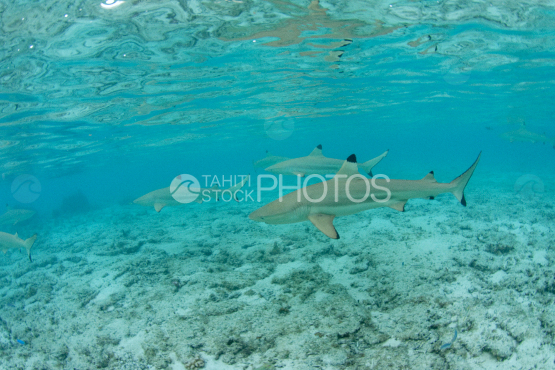 requin pointe noire dans le lagon de bora bora