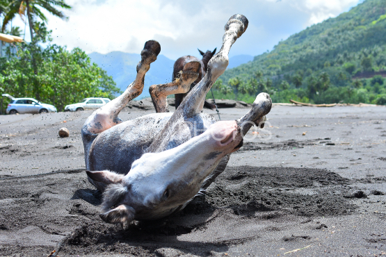 chevaux sur une plage de sable noir de nuku hiva, iles marquises