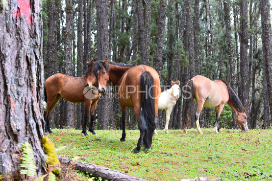 chevaux dans une foret de nuku hiva, iles marquises