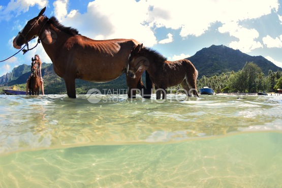 chevaux sur une plage de nuku hiva, iles marquises